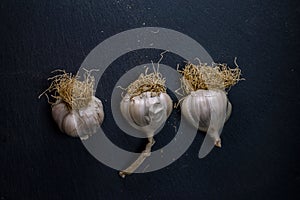 Antibiotic Garlic