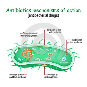 Antibiotics mechanisms of action. antibacterial drugs