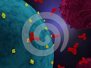 Antibodies attacking a cancer cell