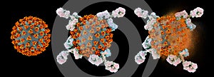 Antibodies attacking and destroying SARS-CoV-2 virus, corona virus, COVID-19 viruses