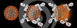 Antibodies attacking and destroying SARS-CoV-2 virus, corona virus, COVID-19 viruses photo