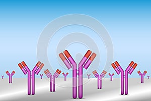 Antibodies immobilized to surface