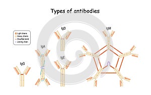 Antibodies and Immunoglobulin IgG, IgM, IgA, IgD, and IgE photo