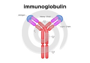 Antibodies and immunoglobulin structure vector / infographic
