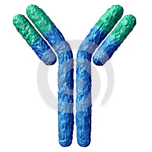 Antibody Anatomy Isolated