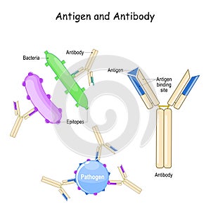 Antibody and Antigen. Humoral immunity