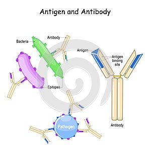 Antibody and Antigen. Humoral immunity photo