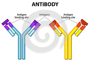 Antibody and Antigen photo