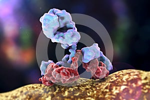 Antibody attacking bacterium