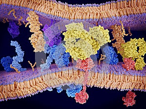 Antibody blocking PD-1 to avoid the down-regulation of the immune system by cancer cells