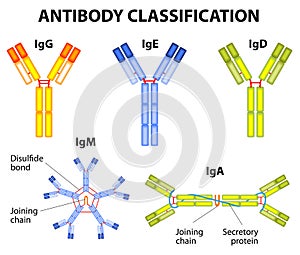 Antibody classification