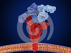 Antibody cocktail in complex with the to coronavirus spike protein