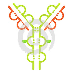 Antibody immunoglobulin molecule structure