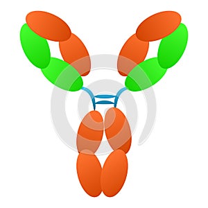 Antibody immunoglobulin molecule structure