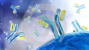 Antibody , immunoglobulins