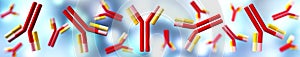 Antibody, immunoglobulins