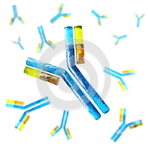 Antibody, immunoglobulins