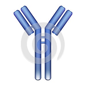 Antibody molecule