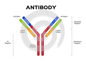Antibody molecule cell vector / Antigen photo