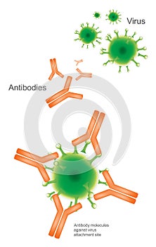 Antibody and Virus. Illustration Health care and medical infographic. photo