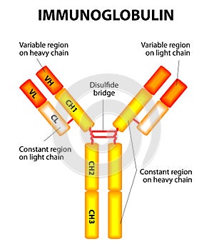 Antibody on a white background