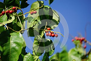 Antidema thwaitesianum Also called Buah Buni on the tree. Antidema have 101 accepted species in the genus