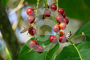 Antidema thwaitesianum Also called Buah Buni on the tree. Antidema have 101 accepted species in the genus photo