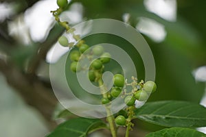 Antidema thwaitesianum Also called Buah Buni on the tree. Antidema have 101 accepted species in the genus photo