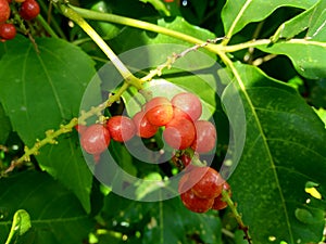 Antidema thwaitesianum Also called Buah Buni on the tree. Antidema have 101 accepted species in the genus photo