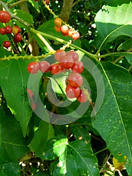 Antidema thwaitesianum Also called Buah Buni on the tree. Antidema have 101 accepted species in the genus photo