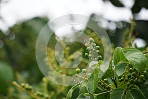 Antidema thwaitesianum Also called Buah Buni on the tree. Antidema have 101 accepted species in the genus photo