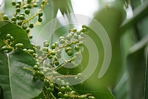 Antidema thwaitesianum Also called Buah Buni on the tree. Antidema have 101 accepted species in the genus photo