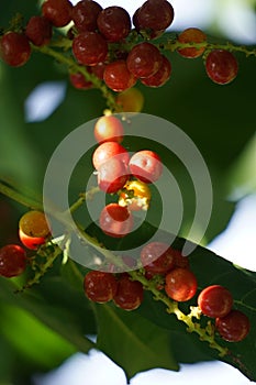 Antidema thwaitesianum Also called Buah Buni on the tree. Antidema have 101 accepted species in the genus photo
