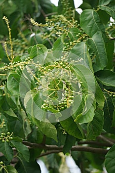 Antidema thwaitesianum Also called Buah Buni on the tree. Antidema have 101 accepted species in the genus photo