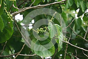 Antidema thwaitesianum Also called Buah Buni on the tree. Antidema have 101 accepted species in the genus photo