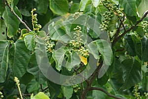 Antidema thwaitesianum Also called Buah Buni on the tree. Antidema have 101 accepted species in the genus photo