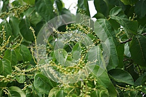 Antidema thwaitesianum Also called Buah Buni on the tree. Antidema have 101 accepted species in the genus photo