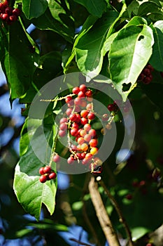 Antidema thwaitesianum Also called Buah Buni on the tree. Antidema have 101 accepted species in the genus photo