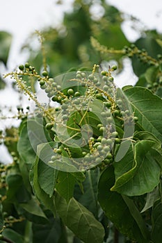 Antidema thwaitesianum Also called Buah Buni on the tree. Antidema have 101 accepted species in the genus photo