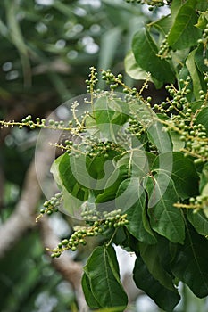 Antidema thwaitesianum Also called Buah Buni on the tree. Antidema have 101 accepted species in the genus photo