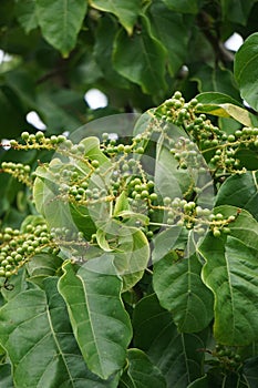 Antidema thwaitesianum Also called Buah Buni on the tree. Antidema have 101 accepted species in the genus photo
