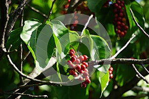Antidema thwaitesianum Also called Buah Buni on the tree. Antidema have 101 accepted species in the genus photo