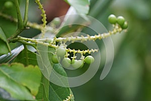 Antidema thwaitesianum Also called Buah Buni on the tree. Antidema have 101 accepted species in the genus photo