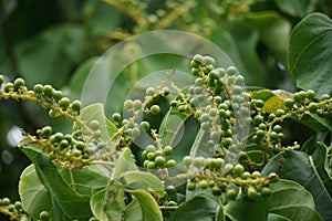 Antidema thwaitesianum Also called Buah Buni on the tree. Antidema have 101 accepted species in the genus photo