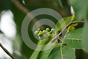 Antidema thwaitesianum Also called Buah Buni on the tree. Antidema have 101 accepted species in the genus photo