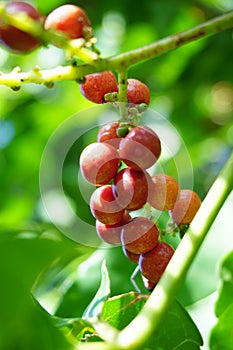 Antidema thwaitesianum Also called Buah Buni on the tree. Antidema have 101 accepted species in the genus photo