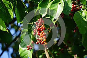 Antidema thwaitesianum Also called Buah Buni on the tree. Antidema have 101 accepted species in the genus photo
