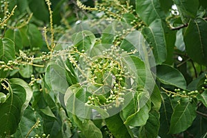 Antidema thwaitesianum Also called Buah Buni on the tree. Antidema have 101 accepted species in the genus photo