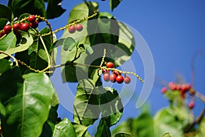 Antidema thwaitesianum Also called Buah Buni on the tree. Antidema have 101 accepted species in the genus photo