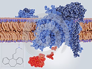 The antidepressive drug amitriptyline blocking  a neuronal sodium channel